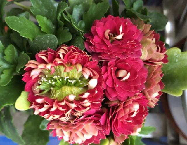 不想给花卉“施肥”，就用“它”，每个月“浇半瓶”，变旺盛！