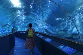 厦门海底世界，穿越海底隧道，走进海洋乐园图片