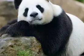 大熊猫是怎样被发现的图片