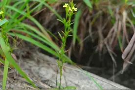 独脚金：其貌不扬，却千元1斤，被称为“草中黄金”图片