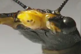 世界上最大的水栖昆虫，全世界共有8种中国就占了6种，长得很丑