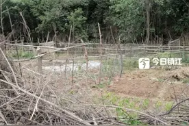 镇江一公园老大门前荒废多年成菜地 现场调查：紧靠滨水路风光带图片