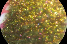 陪娃写寒假日记——显微镜下，你所不知道的百元大钞里的美丽风景图片