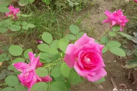 一朵将要凋谢的花图片