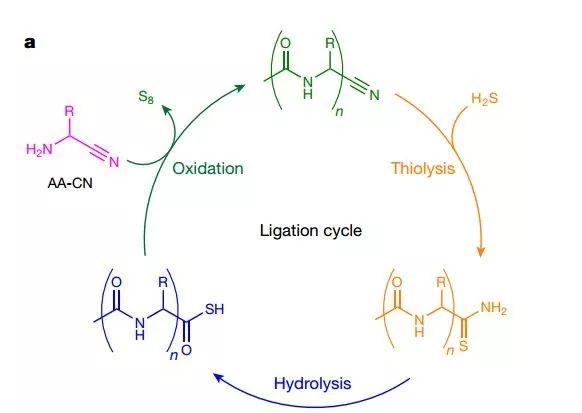 学家发现不用氨基酸就能合成多肽，有望回答生命起源之谜