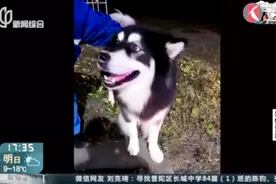 阿拉斯加凌晨离家出走，赖在加油站不走了……民警扫描芯片找到主人视频封面