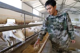 夏季养羊应该注意什么？4个要点，缺一不可图片