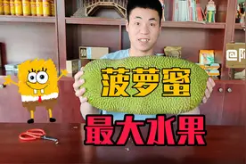 小伙80元买来一整个菠萝蜜 能剥出多少颗果肉呢？图片