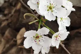 人生漫长，一路繁花相伴图片