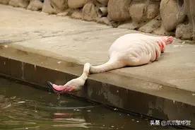 火烈鸟瘫倒在水边，网友担心它热中暑，饲养员爆笑回复：犯懒而已图片