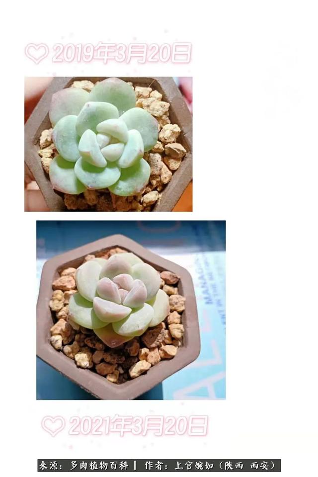 一入肉坑深似海之，我与多肉的不解之缘