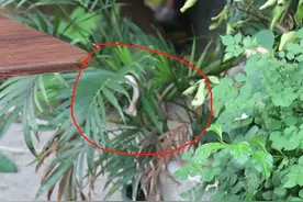 广西边境检查站查获3000条眼镜蛇，网友：为什么蛇会越来越多？图片