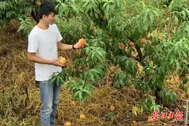 武汉千亩“希望果”，喊你来采摘图片