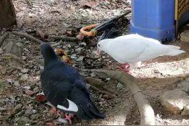 一对鸽子在黔灵山公园“安家”还孵化了7只幼鸽 游客：真会混图片