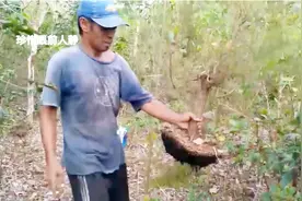 跟着师傅们挖桩，品种还挺多，岗松造型奇特，制作盆景好有型！