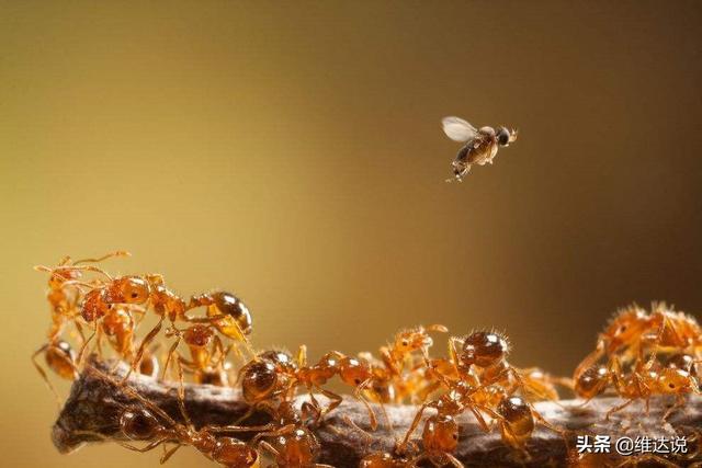 万万没想到，自然界那些诡计多端的寄生生物丝毫不逊色“寄生兽”