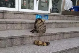 猫和猫尾巴是两种生物，猫：尾巴烤焦了，干我啥事啊？图片