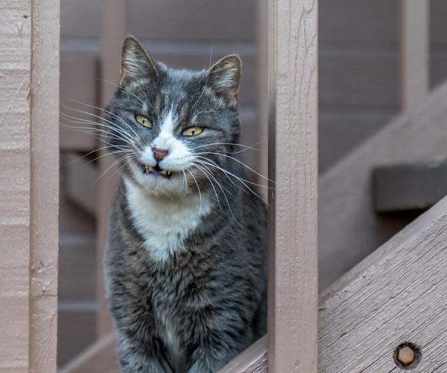 40组照片,宠物有多恐怖?又可怕又可笑的猫咪和狗子们