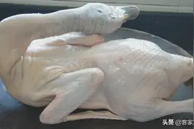 6斤鸭，一个客家地道美味做法，配料简单，出锅香气十足越吃越香图片