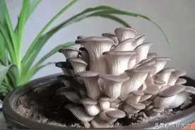 花盆种蘑菇，比绿萝还好养，一个月可以收两茬图片