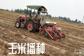 喷洒除草剂的时候，玉米苗受了除草剂，如何补救，不耽误生长图片