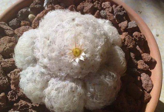 爷爷家的仙人球,一养就是10年,全身长满白毛自带萌感