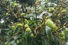 广西灵山剿匪纪事图片