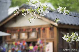 花卉摄影：合肥半边街的樱花图片