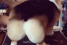 柯基是如何用一个屁股征服了天下图片