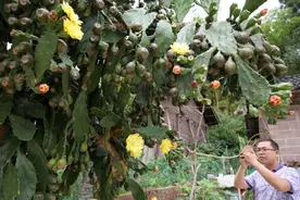 仙人掌长8米，变成“仙人树”，结满“火龙果”，一棵值十万图片