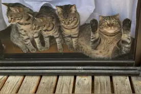 猫咪初为猫母的烦恼：“第一次当妈，有点坑娃...”图片