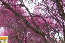 小编推荐：安阳赏花打卡好去处图片