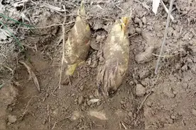 怎样又快又准的挖冬笋图片