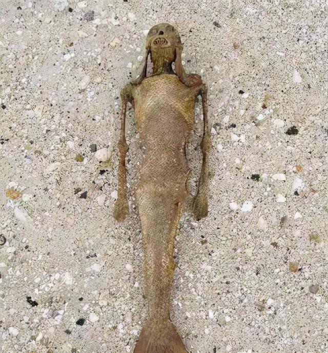 1968年科学家深海拍到人鱼照片,传说中的"美人鱼"或许真实存在