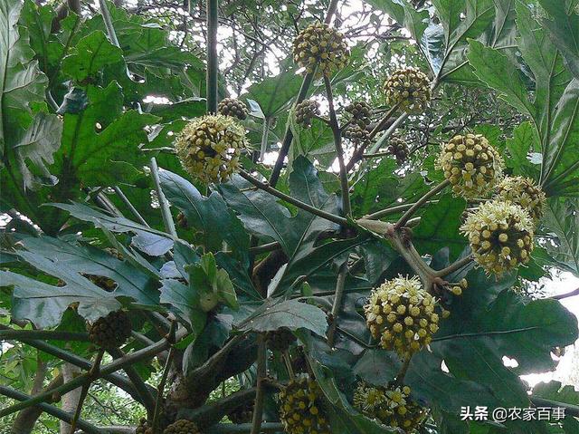 农村一种常见植物，茎髓堪比黄金，300元一斤，不少农民抢着种植