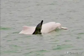 喜讯：三娘湾恢复开园，海豚宝宝海豚妈妈现身迎客图片