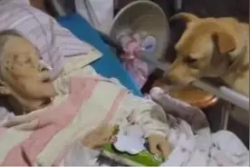 86岁老人养了三个儿子，病倒了陪在床边的不是儿子，而是一只土狗图片