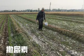 种植农作物，施用尿素后，不宜立即浇水，什么时候浇水图片