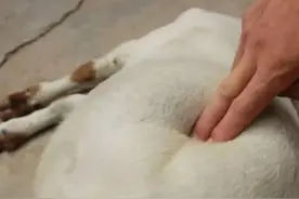 羊肚子胀怎么办？羊胀气急救土方法，本文讲解得很详细图片