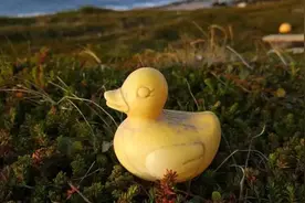 从加拿大到俄罗斯，一只爱心小黄鸭的奇幻漂流图片