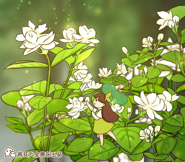 茉莉不开花,使劲晒,多用有机肥,呼呼开花摁不住