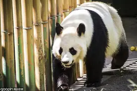 大熊猫的异国生活：虽然这次越狱没成功，但是下次我会努力的图片