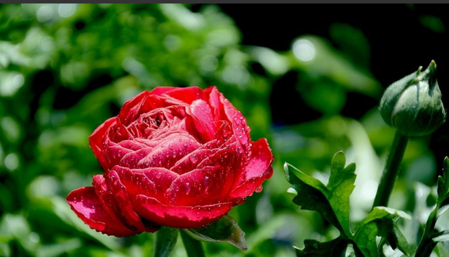 芹菜叶子牡丹花,美美的"芹叶牡丹"怎么养?几个小技巧轻松赏花