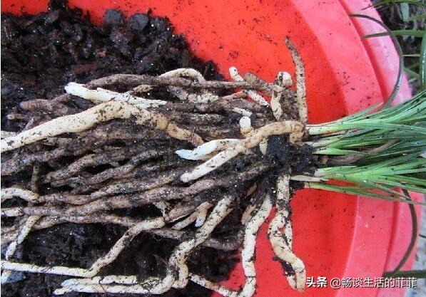 兰花施肥是个热门的话题，今天就谈谈施不施肥或者怎么施吧