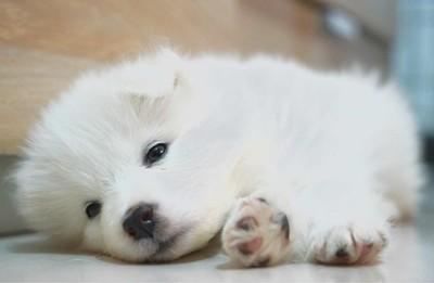 瀹犵墿涓讳汉锛氱姮琛€鐧借泲鐧借繖涔堣吹鐨勮嵂锛屽湪杩欎簺甯歌鐨勭柧鐥呬腑璇ュ浣曚娇鐢? onerror=