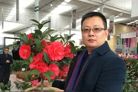 棕榈四季茶花：颠覆传统茶花性状 |“坚守育种梦”专题图片