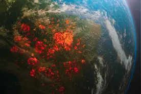 10000种生物面临灭绝，从天堂到地狱，亚马孙热带雨林仅一步之遥图片