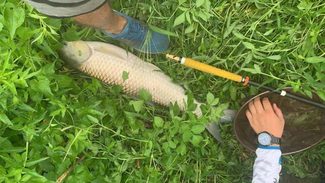 震惊！原来草鱼这样钓竟然可以爆护！