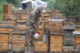 蜜蜂巢虫高发期，原来在秋季，为何预防始于春图片