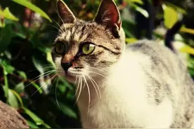 灰喜鹊孵化期，惨遭野猫黑手（亲历自然界弱肉强食的法则）图片